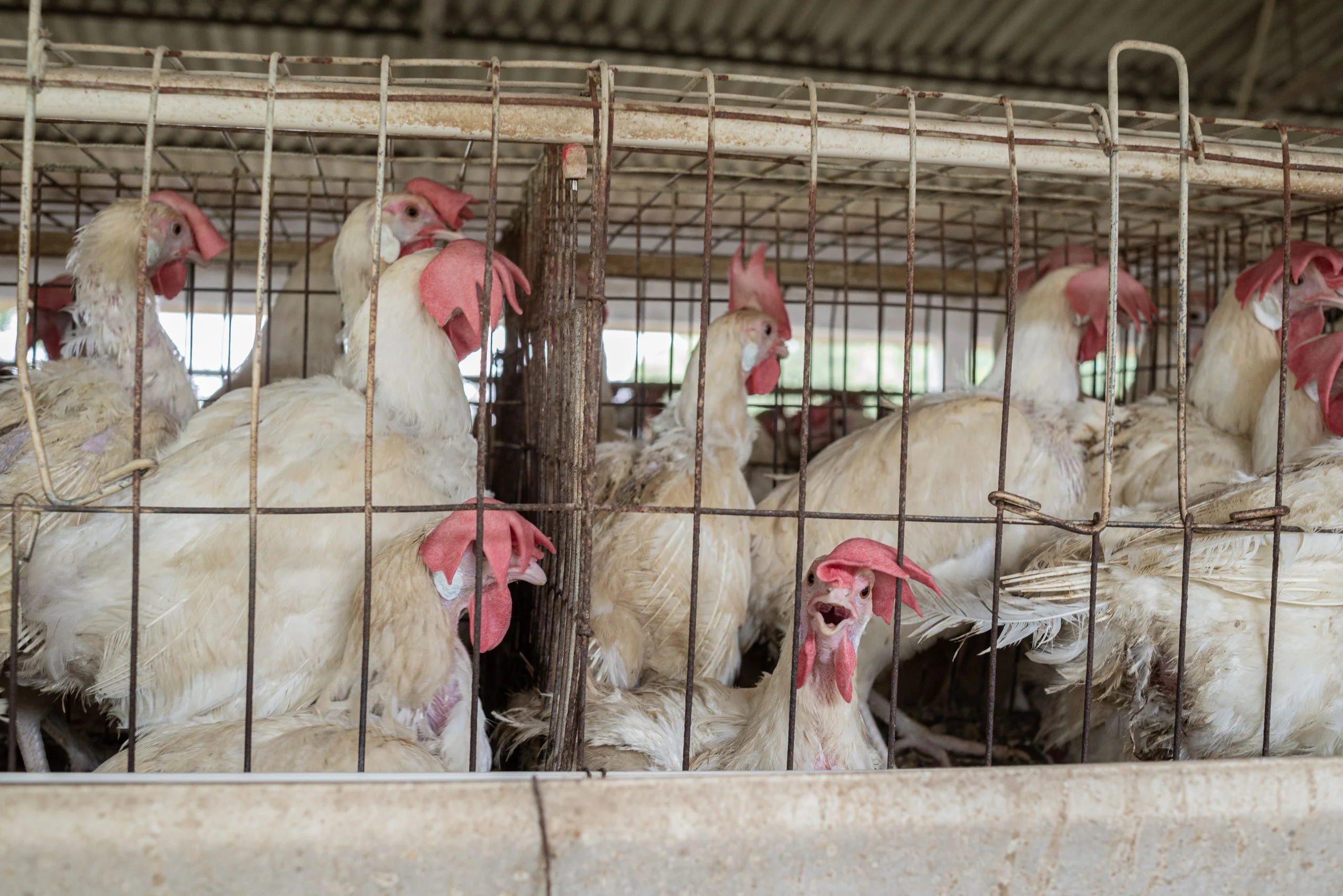 Independent poultry farms in India have a basic structure of a tin roofed shed open from the sides. Each of these sheds have rows of battery cages that are stacked on top of each other and sheds can hold between 8,000 and 18,000 egg laying hens. An estimated 400 million hens live their lives confined to these cages.

The hens are fed constantly and their feed is mixed with growth hormones, medicines and supplements to maintain daily egg production. These hens are bought from hatcheries when they are a few days old and then initially kept in an open floor shed without any cages. After 120 days, the adult hens are shifted into cages of roughly three by two feet in size, and each cage holds four to six adult hens. The hens have to balance themselves on the thin metal wires of the cage. Many of the hens have missing and dirty feathers, and visible skin rashes. Their beaks are usually blunt or chipped off in order to prevent injuries from attacks given their intense confinement. The hens will stay in the cages for 18 to 24 months, after which their egg production declines and they are sold to slaughterhouses. 

During the summer months in India, temperatures can easily go above 40°C. Heatwaves are common and have been increasing in frequency over the past few years as a result of climate change and shifting weather patterns. Poultry farm sheds are often built in open fields where during the summer afternoon temperatures can reach 48°C. 

Some of the farms have overhead fans or floor standing fans, but cooling the entire area is difficult, especially with power outages in these areas. The hens pant constantly due to the heat. They also lie on the floor with their wings spread to cool themselves. Death due to heat exhaustion is a regular occurrence during the summer months.