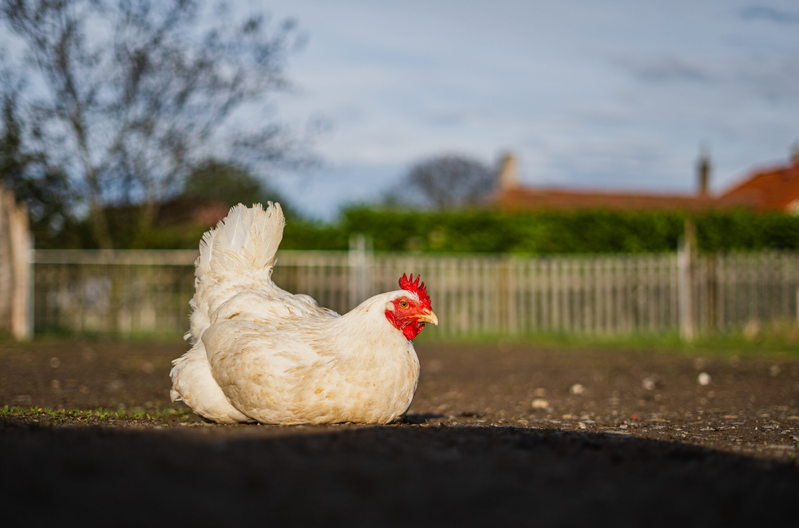 Despite its small size, Czechia is home to an estimated ten farmed animal sanctuaries. These sanctuaries provide refuge to animals typically raised for food production while challenging conventional perceptions of farmed animals and demonstrating how they thrive when allowed to live out their natural lives.

One such sanctuary is Farma Nadeje (Hope Farm). Co-founded by Marie Sebestova in 2015, Farma Nadeje is a vegan farmed animal sanctuary in the village of Dobrovitov in Czechia's Central Bohemian Region. The sanctuary aims to educate people that farmed animals are fundamentally the same as companion animals, and experience the same degrees of love, joy and pain. According to their website, the sanctuary was built from scratch on a plot of bare land. As of 2023, it offers homes to more than 120 rescued farmed animals including lambs, sheep, goats, pigs, llamas, hens, roosters, cattle, turkeys, cats and dogs.

Through events, school and public lectures, Farma Nadeje endeavours to introduce the public to farmed animal issues and the impact of animal agriculture on natural ecosystems. The sanctuary encourages the public to adopt an ethical lifestyle and to think of farmed animals as thinking and feeling beings rather than mere commodities in the service of humans.